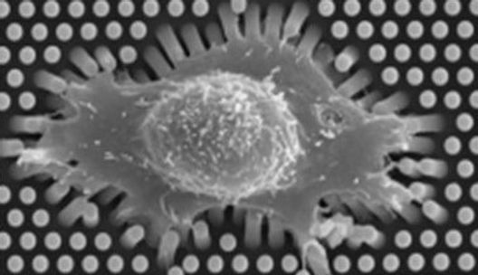 Fibroblast on substrate with micropillars