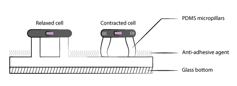 Micropillars action principle